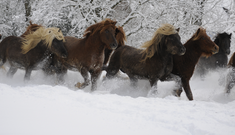 Hengstherde Januar 2010